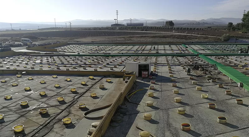 procés de producció d’olives de taula